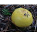 Мицелий Сыроежки желтой / Сыроежка светло-желтая (Russula claroflava)